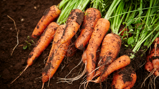 How to Grow Carrots in a Backyard Garden