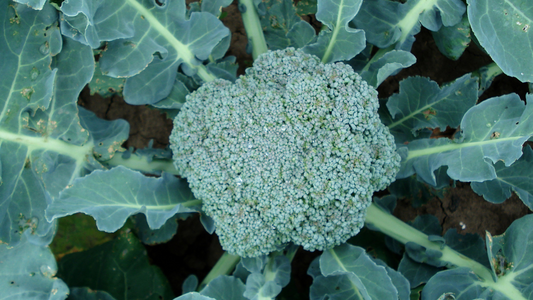 How to Grow Broccoli in a Backyard Garden