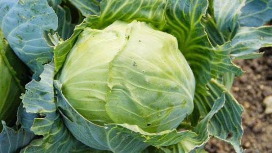 How to Grow Cabbage in a Backyard Garden