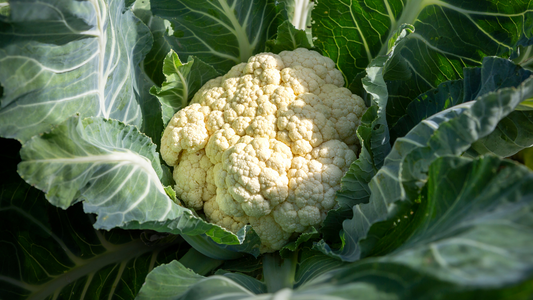How to Grow Cauliflower in a Backyard Garden