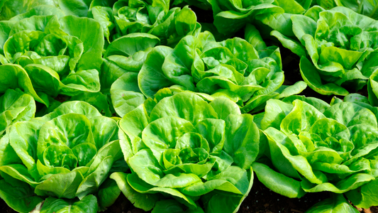 How to Grow Lettuce in a Backyard Garden