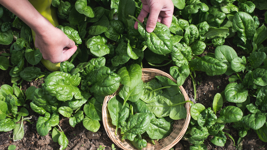 How to Grow Spinach