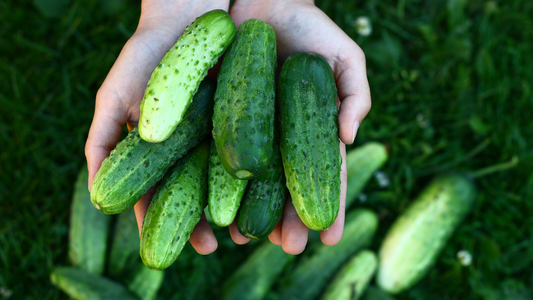 How to Grow Cucumbers in a Backyard Garden