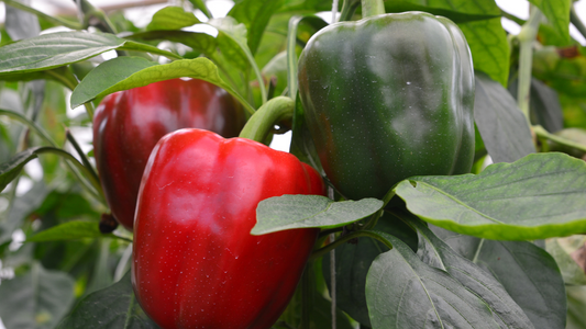 How to Grow Peppers in Your Backyard Garden