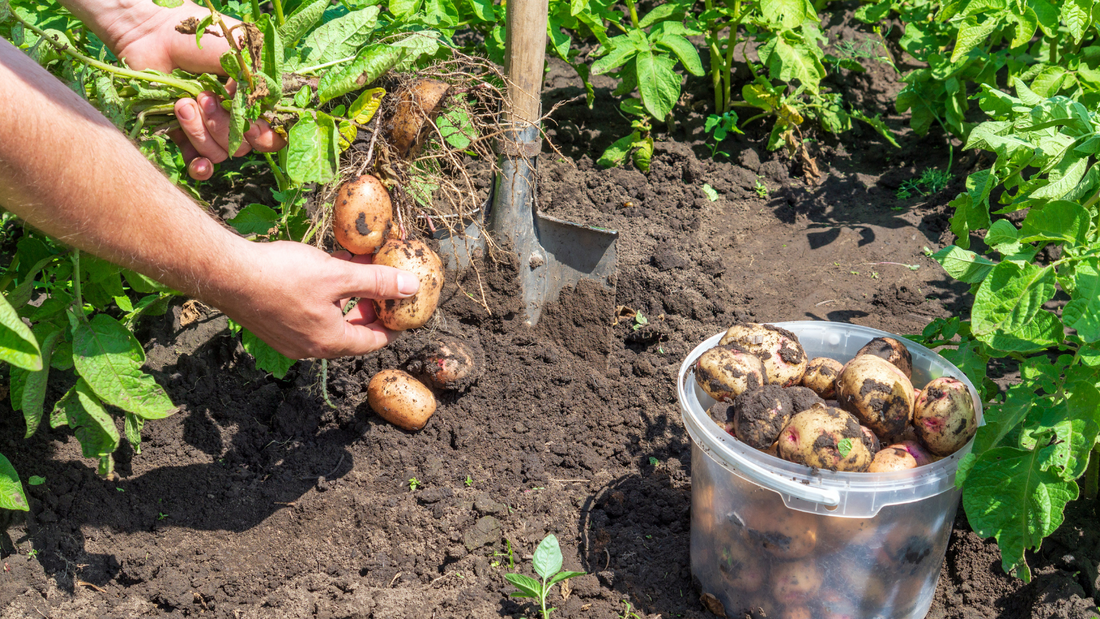 How to Grow Potatoes in a Backyard Garden